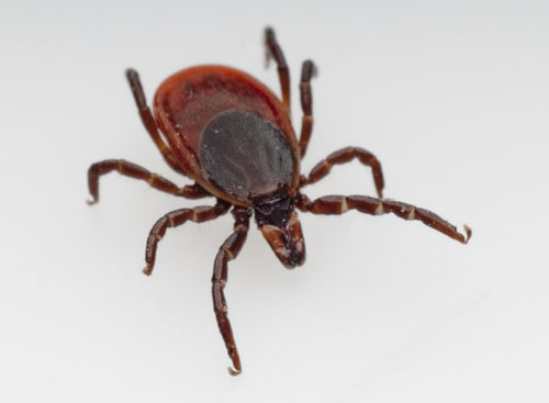 The signs and symptoms of Lyme disease: What to look out for in the dental hygiene operatory
